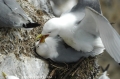 farne islands. bempton cliffs-23